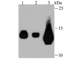 IFITM3/Fragilis Rabbit anti-Human, Mouse, Clone: JU73-02, Novus Biologicals